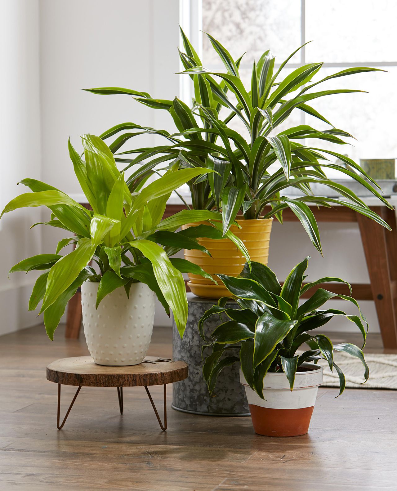 Plants & Greenery