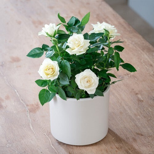 Rare Seeds for White Rose Flower Plant - Beautiful White Flower Plants