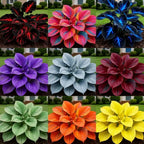 Blue Flame Hostas and Free Organic Pot Mix 100 Grams
