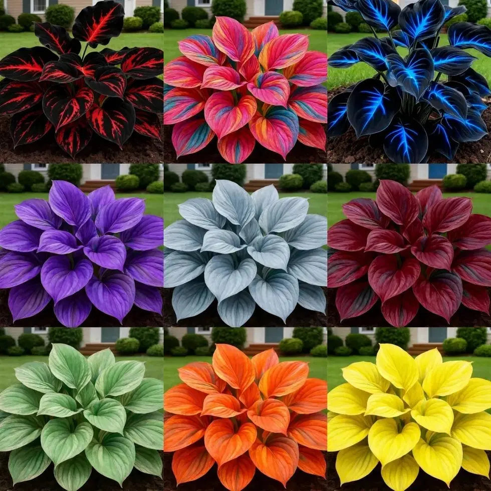 Blue Flame Hostas and Free Organic Pot Mix 100 Grams