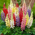 Lupine Blossoms - Seeds for garden
