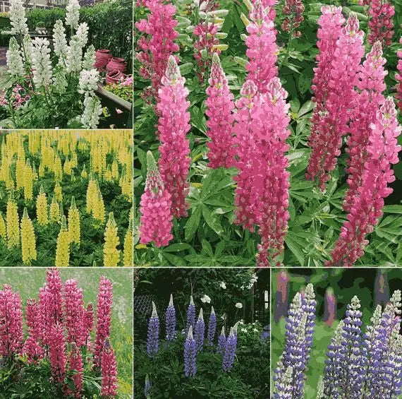 Lupine Blossoms - Seeds for garden