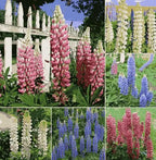Lupine Blossoms - Seeds for garden